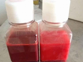 GL261小鼠膠質(zhì)瘤細(xì)胞說(shuō)明書(shū)